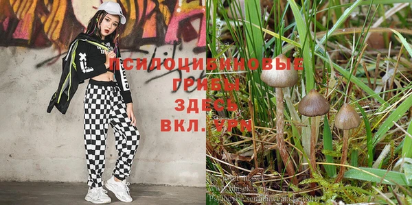 дурь Аркадак