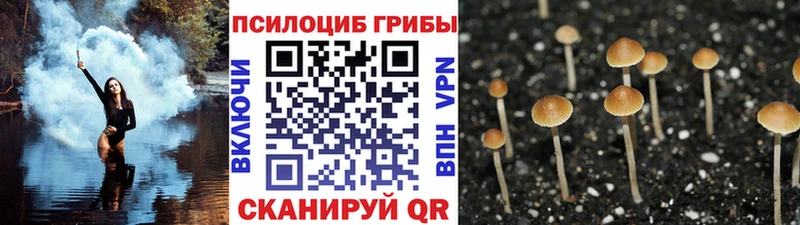 купить наркоту KRAKEN tor Псилоцибиновые грибы прущие грибы Байкальск